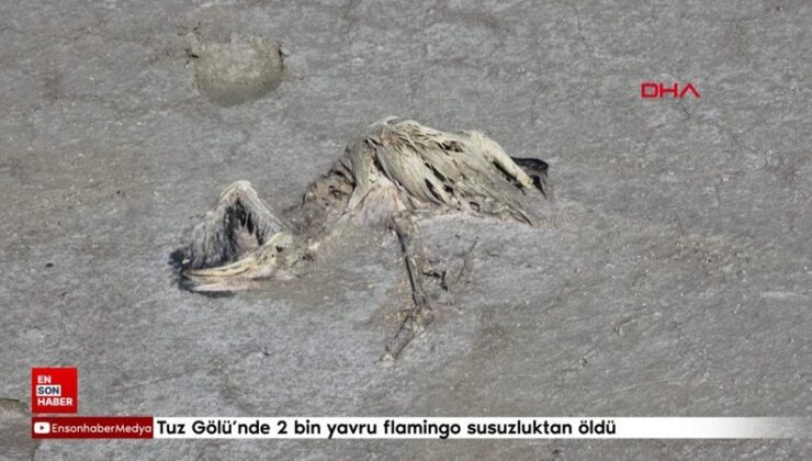 Tuz Gölü’nde 2 bin yavru flamingo susuzluktan öldü