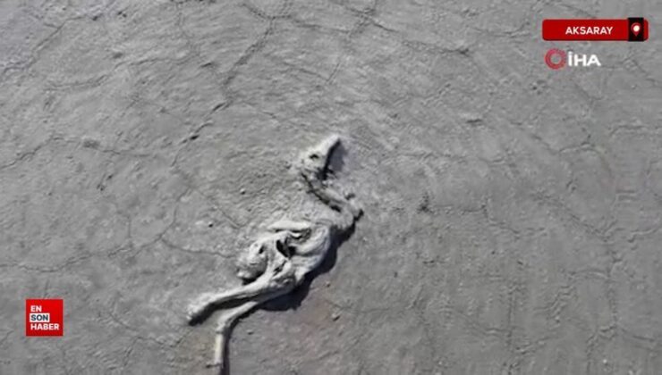 Tuz Gölü’nde yüzlerce flamingo meyyit olarak bulundu