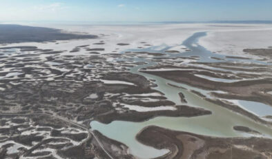 Tuz Gölü’nde yüzlerce flamingo telef oldu