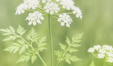 Uzmanlardan baldıran otu uyarısı