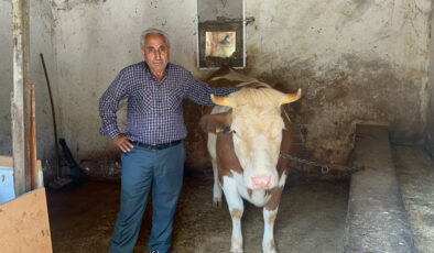 Yalova’da sahibini dolandırıp 155 TL’ye inek aldılar