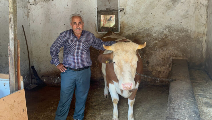 Yalova’da sahibini dolandırıp 155 TL’ye inek aldılar