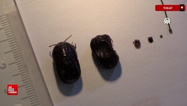 Yeni tespit edilen kene Türkiye’deki 56. çeşit olarak kayıtlara geçti