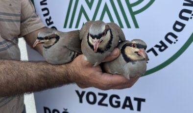 Yozgat’ta 18 yılda 216 bin kınalı keklik tabiata salındı