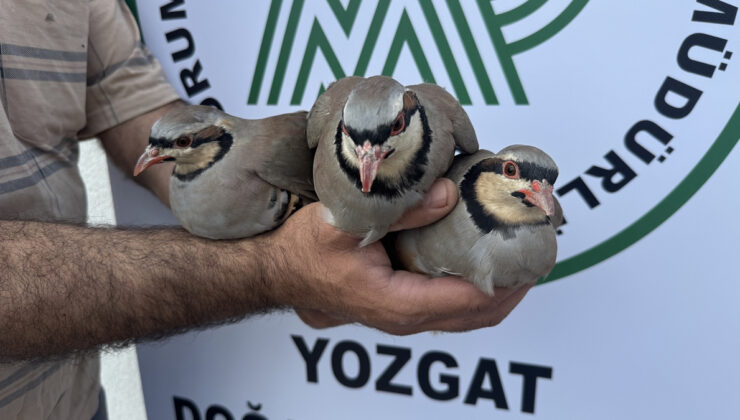 Yozgat’ta 18 yılda 216 bin kınalı keklik tabiata salındı