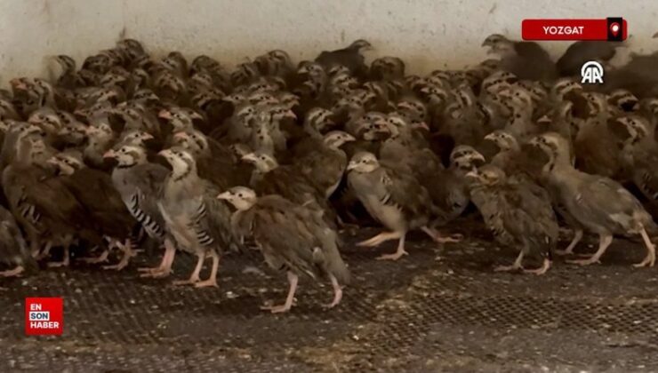 Yozgat’ta 18 yılda 216 bin kınalı keklik üretildi