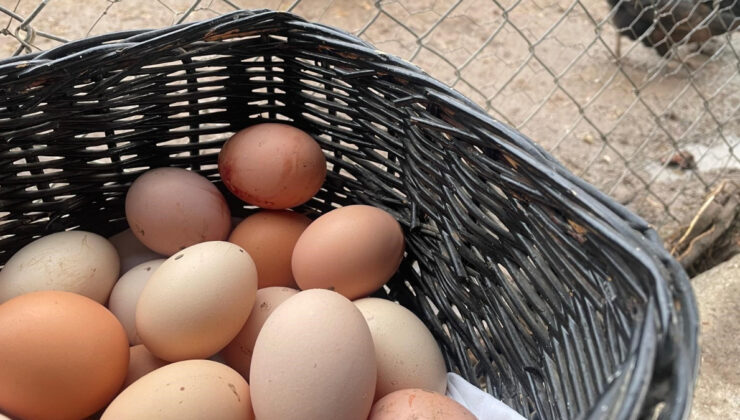 Yumurta üretimi 6 ayda 330 milyon azaldı