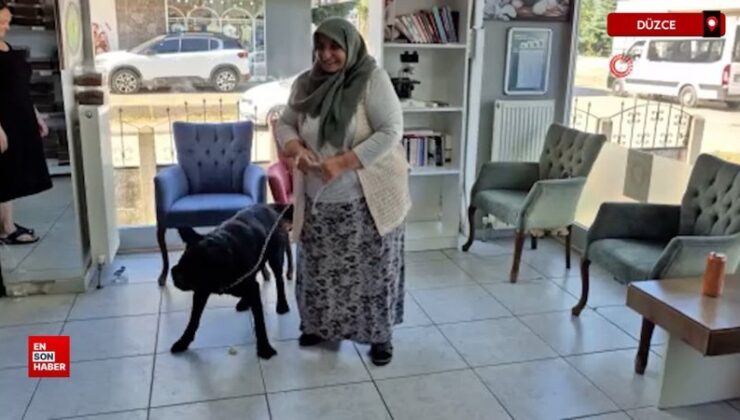 1 yıldır kayıp olan Pufi isimli köpek, üzerindeki çip sayesinde bulundu