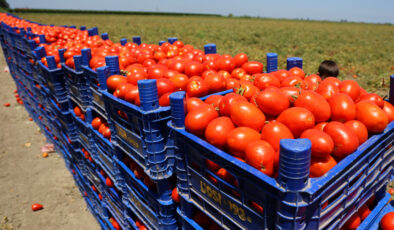 Adana’da domatesin tarlada kilogram fiyatı 3 liraya kadar düştü