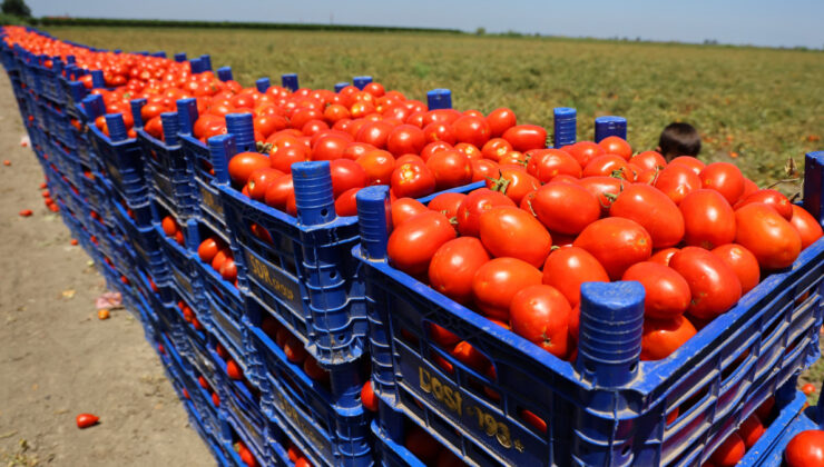 Adana’da domatesin tarlada kilogram fiyatı 3 liraya kadar düştü