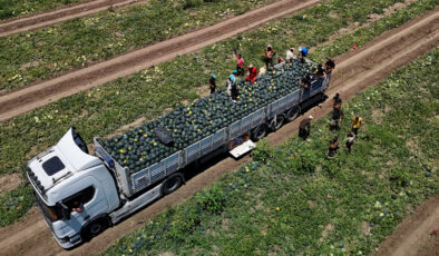 Adana’da karpuz fiyatları tabana vurdu: Kilosu 2,5 lira