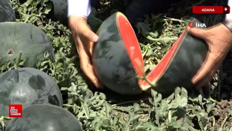Adana’da karpuz tarlada kaldı: Belediyeler alsın, halka dağıtsın