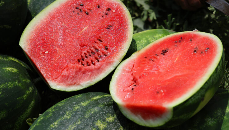 Adana’da karpuz tarlada kaldı: Belediyeler hasat edip fiyatsız dağıtsın