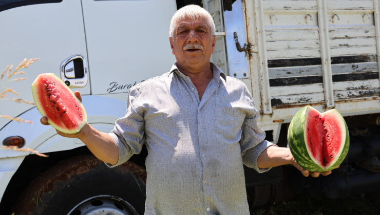 Adana’da karpuzun tarla fiyatı düşmeye devam ediyor