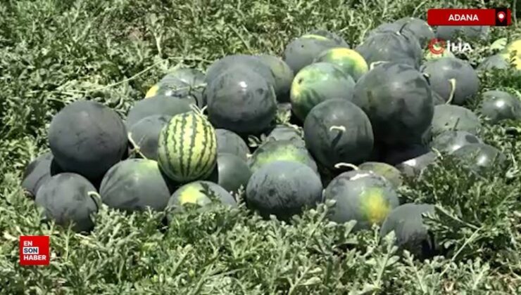 Adana’da karpuzun tarlada kilogram fiyatı 2,5 liraya kadar geriledi