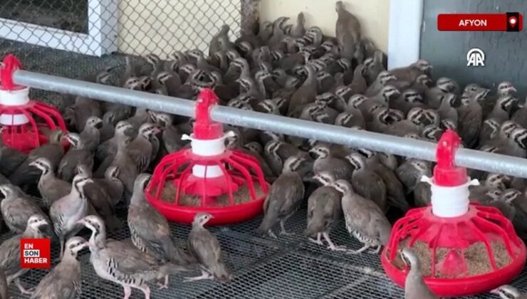 Afyon’da yüzlerce keklik kene ve süne uğraşı için yetiştiriliyor