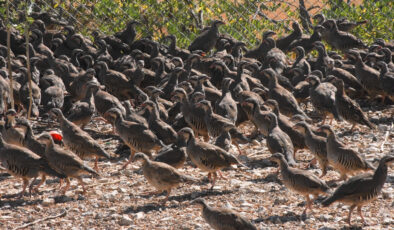 Afyonkarahisar’da kene olaylarıyla gayret için yüzlerce keklik tabiata salındı