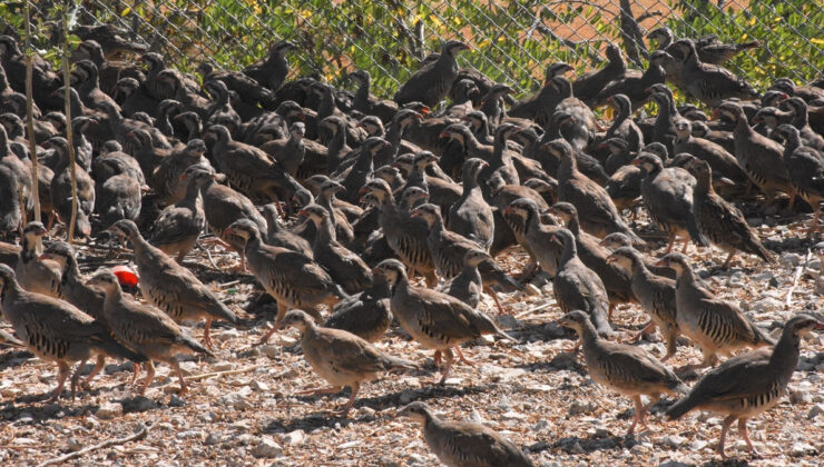 Afyonkarahisar’da kene olaylarıyla gayret için yüzlerce keklik tabiata salındı