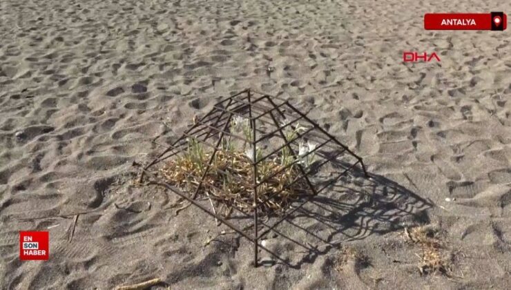 Alanya kıyılarında kum zambakları çıktı, koparanlara 387 bin lira ceza
