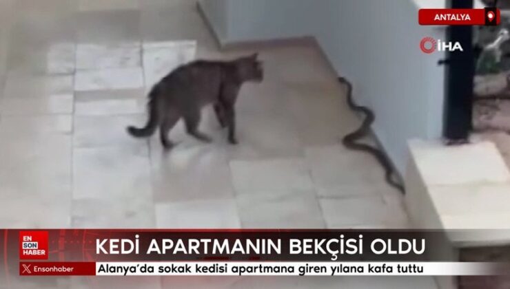 Alanya’da sokak kedisi apartmana giren yılana baş tuttu