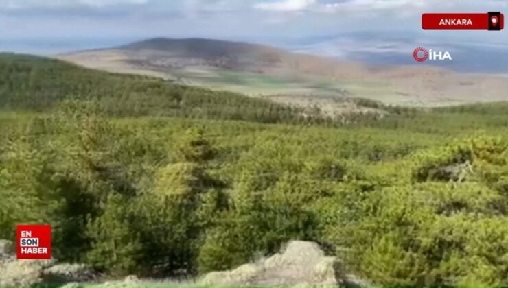 Ankara’daki ormanlar