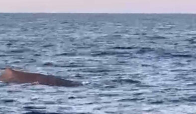 Antalya’da amatör balıkçılar balina görüntüledi