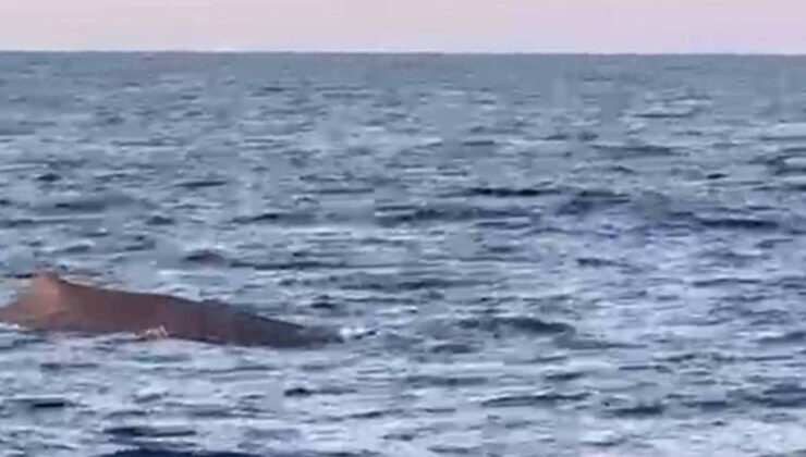 Antalya’da amatör balıkçılar balina görüntüledi