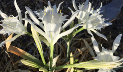 Antalya’da çıkmaya başladı: Koparmanın cezası 387 bin lira