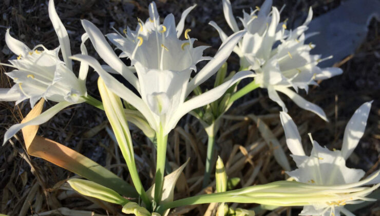 Antalya’da çıkmaya başladı: Koparmanın cezası 387 bin lira