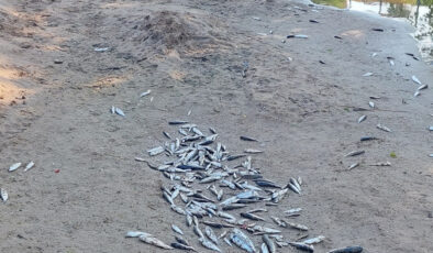 Antalya’da denize dökülen kanalda balık vefatları