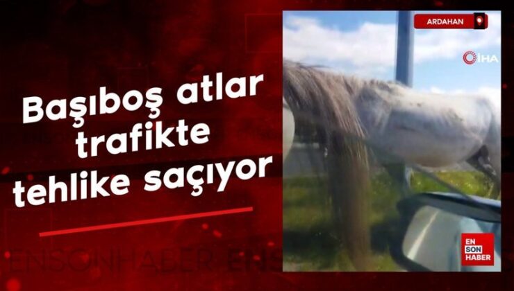 Ardahan’da başıboş atlar trafikte tehlike saçıyor