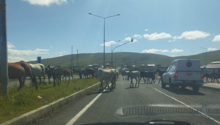 Ardahan’da başıboş atlar trafikte tehlike saçıyor