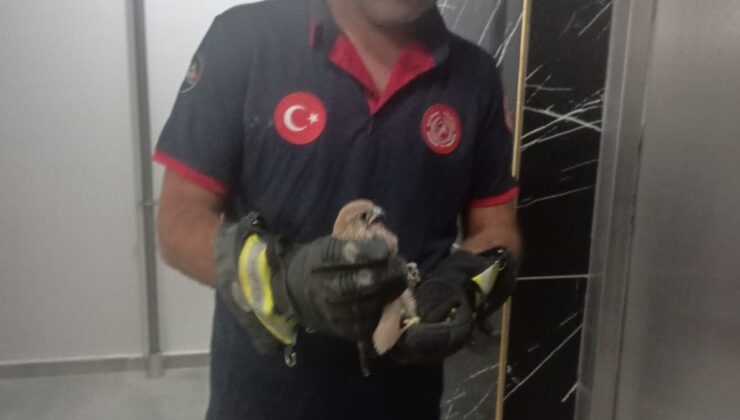 Batman’da korkuluğa sıkışan atmaca itfaiye takımlarınca kurtarıldı