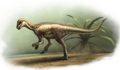 Bu köpek büyüklüğündeki dinozor yaklaşık 150 milyon yıl evvel yaşadı