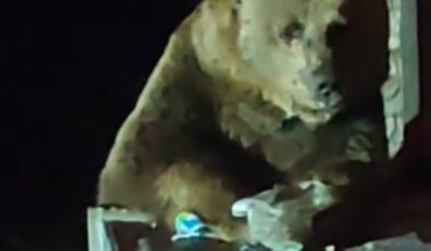 Bursa Uludağ’da bozayı çöpten yiyecek ararken kaydedildi