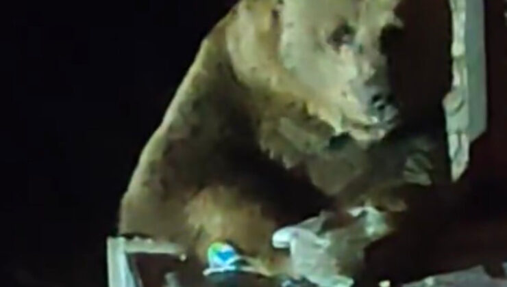 Bursa Uludağ’da bozayı çöpten yiyecek ararken kaydedildi