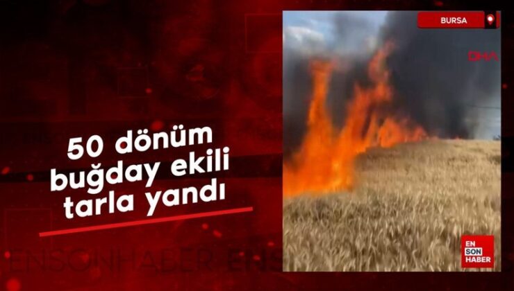 Bursa’da 50 dönüm buğday ekili tarla yandı