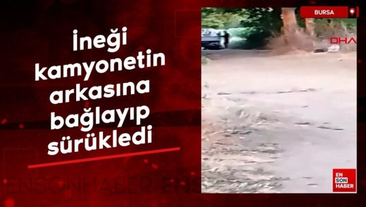 Bursa’da ineği kamyonetin ardına bağlayıp sürükledi