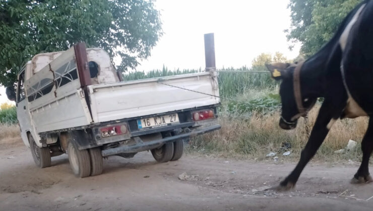 Bursa’da ineği kamyonetin gerisine bağlayıp sürükledi
