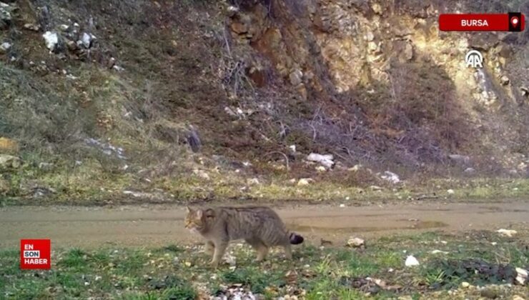 Bursa’da yaban kedisi fotokapanla görüntülendi