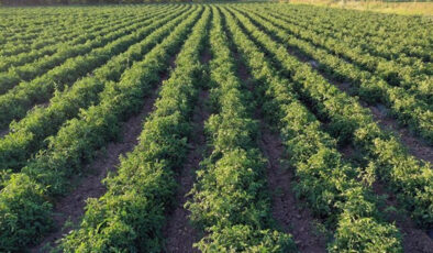 Büyük ovalarda meyve bahçesi kurmak artık daha kolay