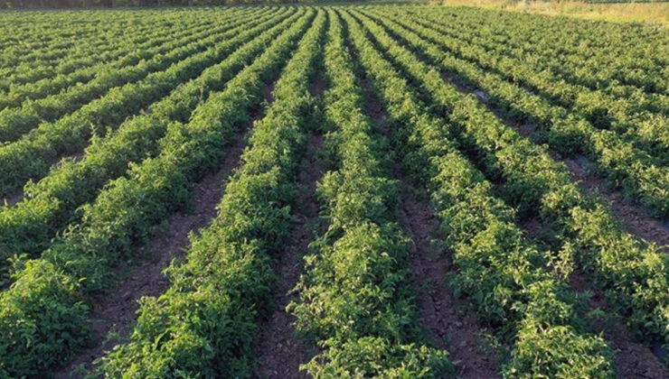 Büyük ovalarda meyve bahçesi kurmak artık daha kolay