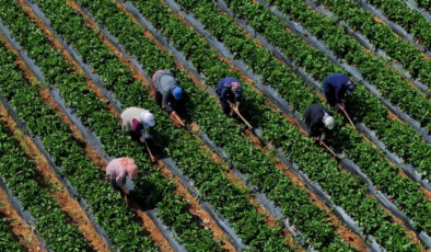 Çiftçilere 5,5 milyar lira takviye ödemesi bugün yapılacak