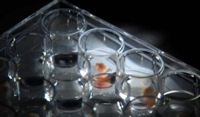 Çin, dünyanın birinci 3 boyutlu dijital embriyosunu geliştirdi