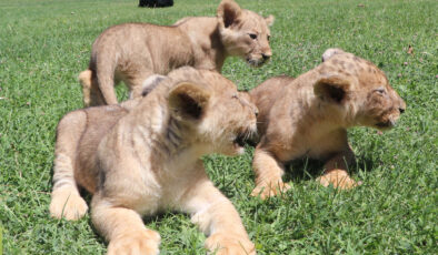 Cumhurbaşkanı Erdoğan’a armağan edilen aslanların 3 yavrusu dünyaya geldi