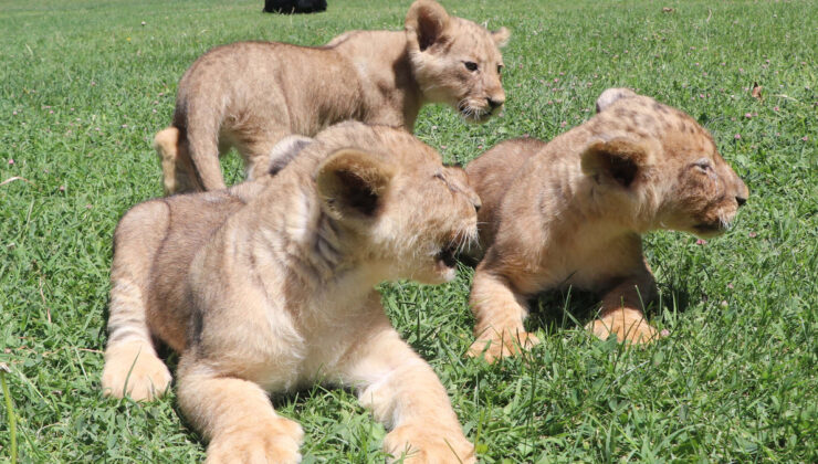 Cumhurbaşkanı Erdoğan’a armağan edilen aslanların 3 yavrusu dünyaya geldi