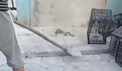 Denizli’de görülen yılan huzursuz etti