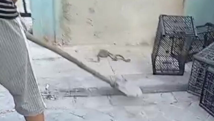 Denizli’de görülen yılan huzursuz etti