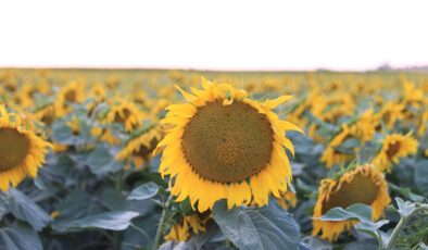 Edirne köylerinde sulama ihtilali: Yılda iki eserle çiftçinin yüzü gülüyor
