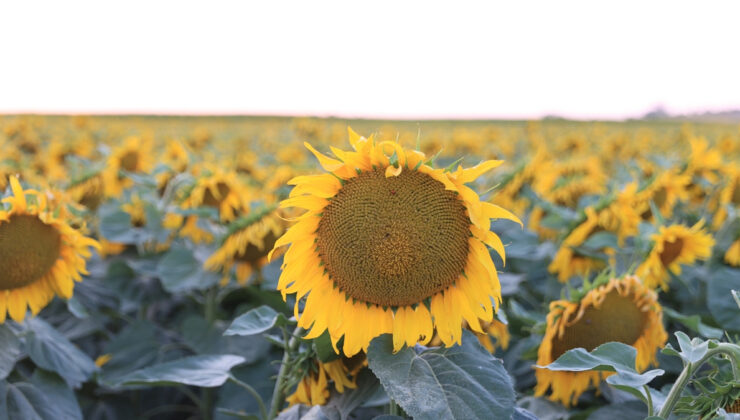 Edirne köylerinde sulama ihtilali: Yılda iki eserle çiftçinin yüzü gülüyor